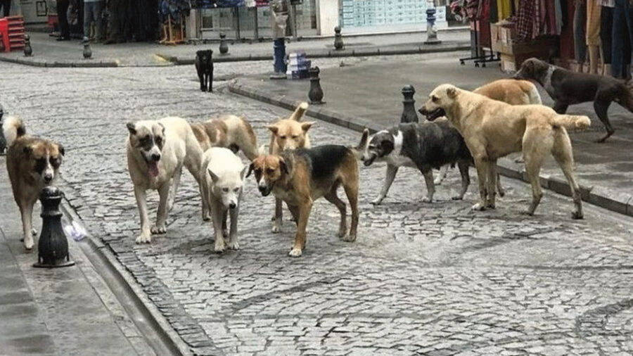 İstanbul’da başıboş sokak köpeklerine ilişkin yeni karar